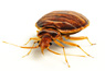 NYC Bed Bug Exterminators