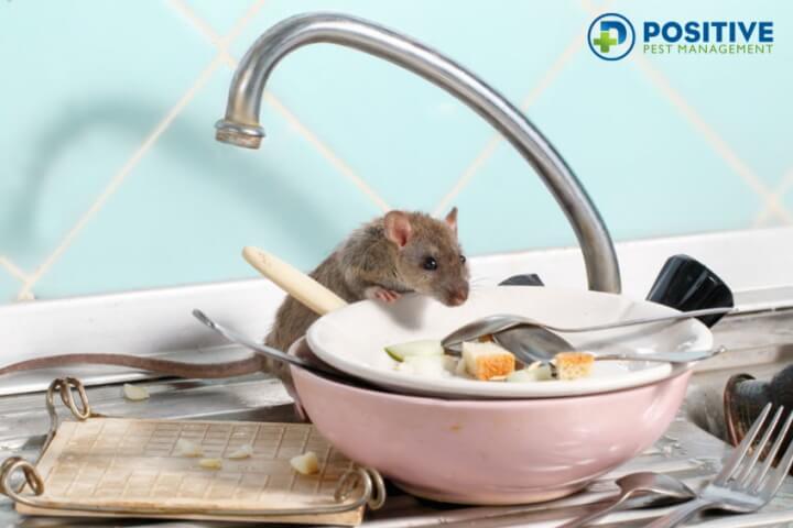 4 Humane Rat Trap Solutions