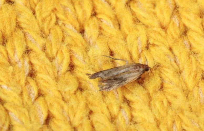 What do Clothes Moths eat besides Wool?