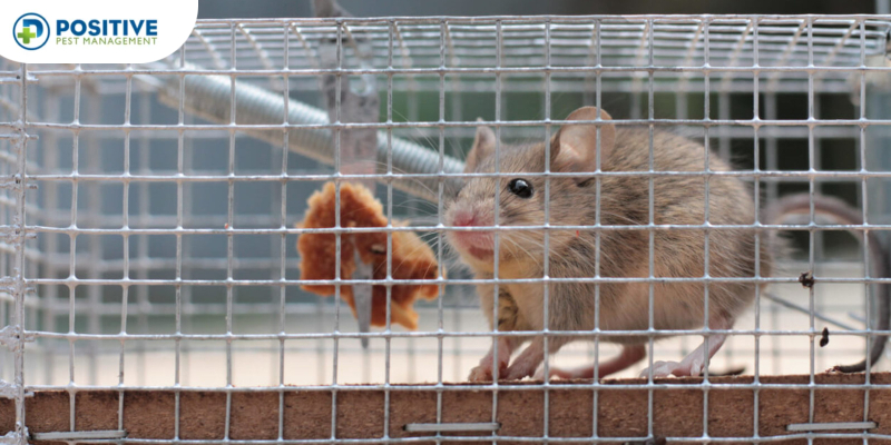 Best Mouse Trapping Strategies